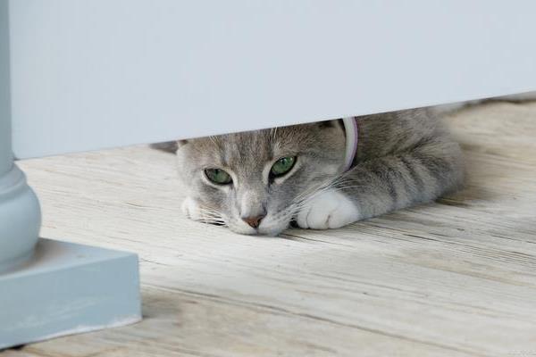 猫咪是不是天生胆小，胆小是受到幼年经历的影响并非天生