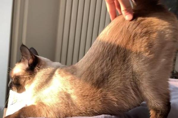 猫咪是不是天生胆小，胆小是受到幼年经历的影响并非天生