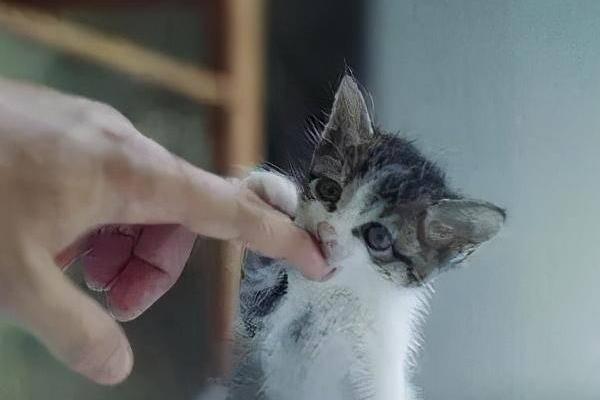 猫咪是不是天生胆小，胆小是受到幼年经历的影响并非天生