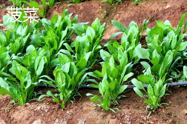 十一月份适合种什么菜，可以种菠菜、香菜、生菜等