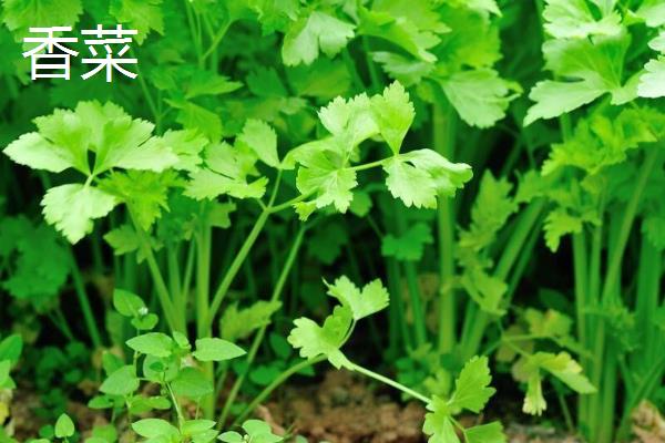十一月份适合种什么菜，可以种菠菜、香菜、生菜等
