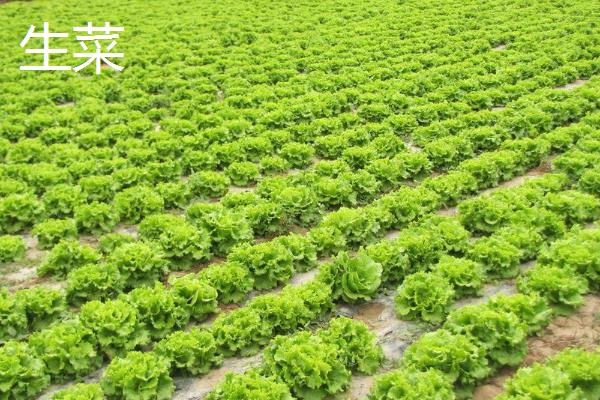 十一月份适合种什么菜，可以种菠菜、香菜、生菜等