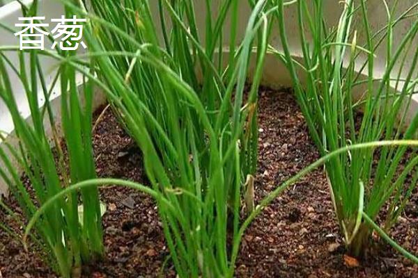 十一月份适合种什么菜，可以种菠菜、香菜、生菜等