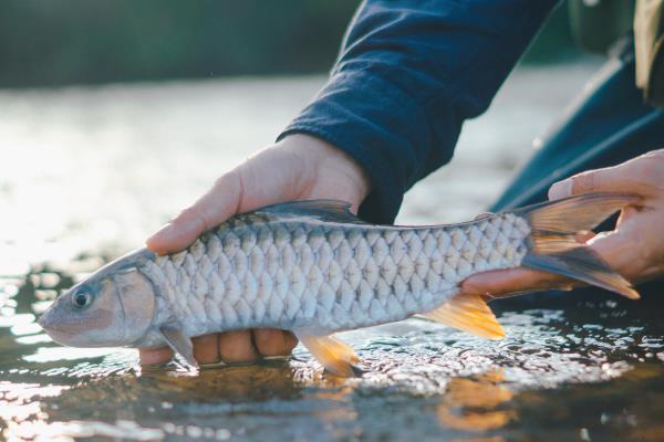 军鱼怎么养殖，每天喂食2-3次