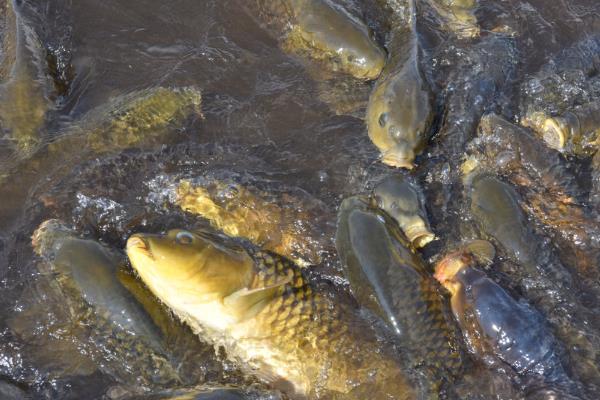 军鱼怎么养殖，每天喂食2-3次