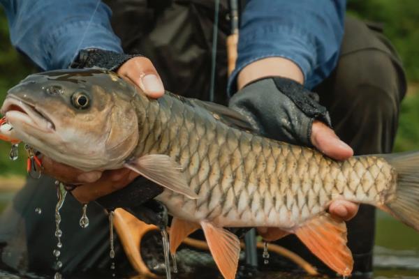 军鱼怎么养殖，每天喂食2-3次