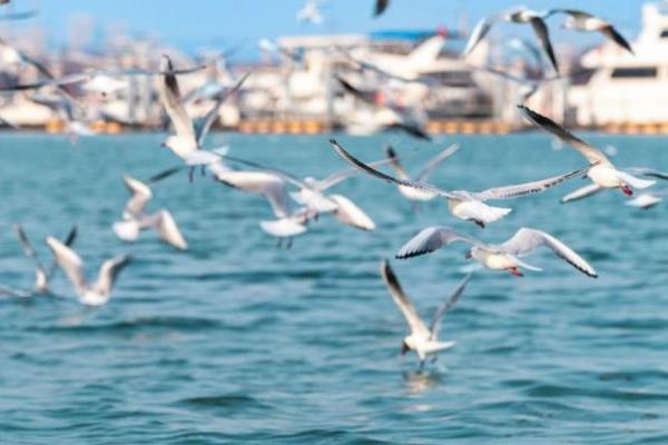 海鸥吃什么，以海滨昆虫、软体动物等为食