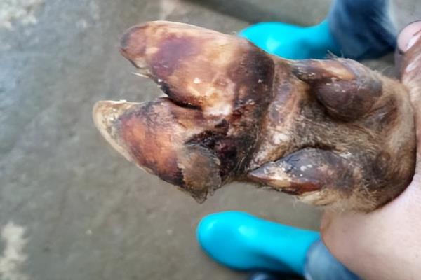 母牛生犊子后不上膘怎么办，需及时做好产后护理