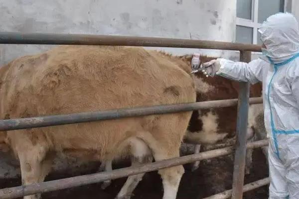 母牛生犊子后不上膘怎么办，需及时做好产后护理