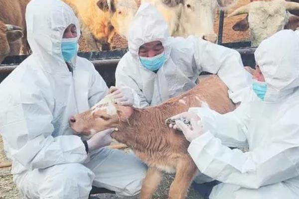 母牛生犊子后不上膘怎么办，需及时做好产后护理