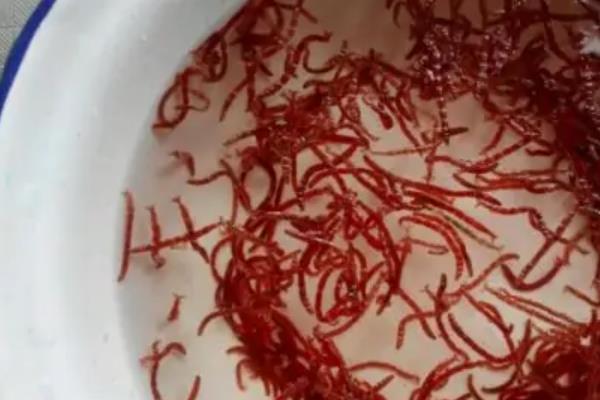 红虫如何喂养，养殖时要为其每天更换一次水