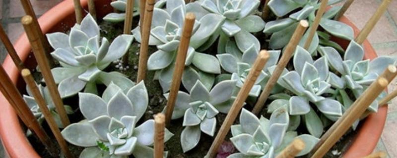 石莲花的养殖方法，生长旺季每隔20天施加一次饼肥水
