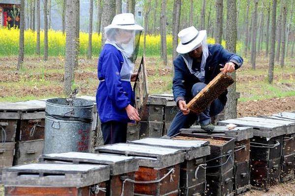 新手养蜂什么时候进种，取决于当地的自然气候和蜜源条件