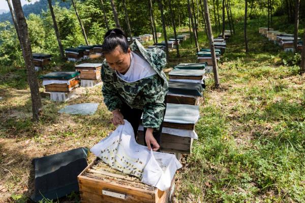 新手养蜂什么时候进种，取决于当地的自然气候和蜜源条件