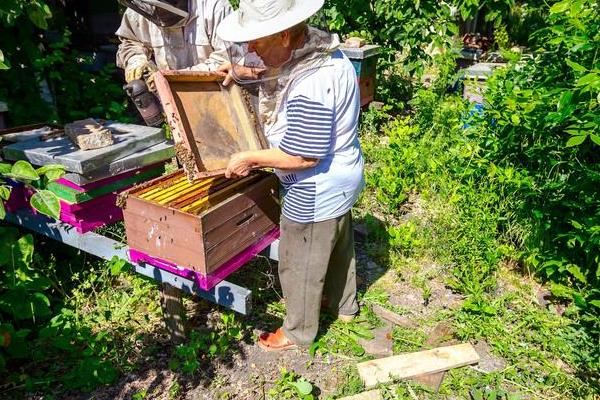 新手养蜂什么时候进种，取决于当地的自然气候和蜜源条件