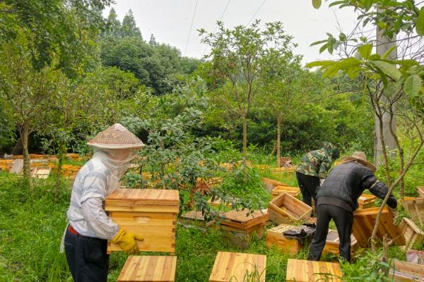 新手养蜂什么时候进种，取决于当地的自然气候和蜜源条件
