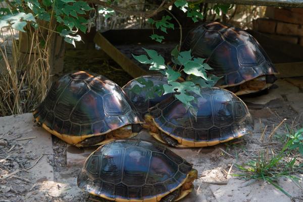 黄缘龟不吃食的原因,可能是环境不适应或水温太低等