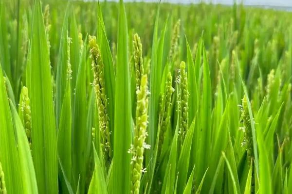 水稻灌浆期用什么叶面肥，可以用无氮或者激素类的叶面肥
