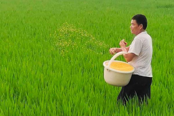水稻灌浆期用什么叶面肥，可以用无氮或者激素类的叶面肥