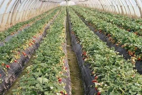 哪些原因会产生农业病虫害，气候、品种质量、病原菌的数量均会影响