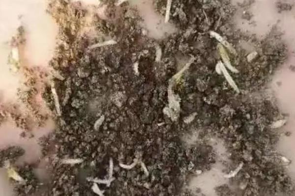 种植小葱一般打什么农药，可喷施阿维菌素
