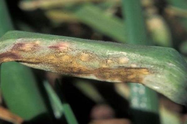 种植小葱一般打什么农药，可喷施阿维菌素