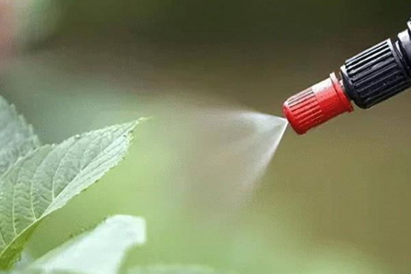 种植哈密瓜整枝的方式，旺长较重时可及时控水