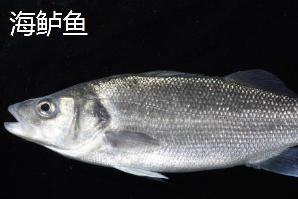 海鲈鱼和淡水鲈鱼有什么区别，生长环境、外观均不同