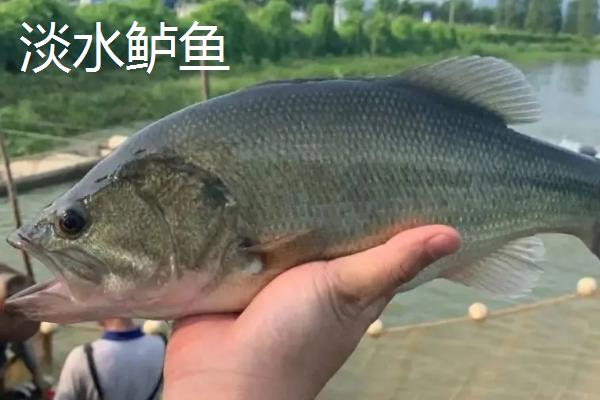 海鲈鱼和淡水鲈鱼有什么区别，生长环境、外观均不同