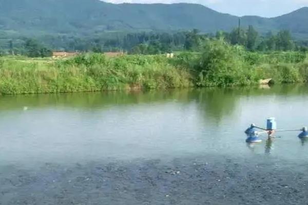 鲢鱼的养殖技术，养殖时需注意水体氧气是否充足