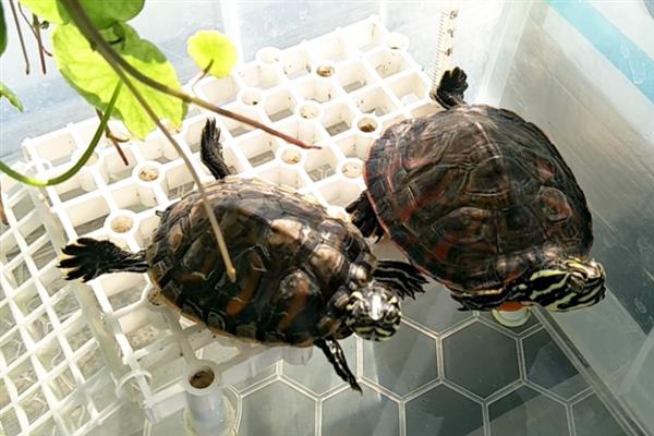 火焰龟长得快不快,一年就可以长10厘米