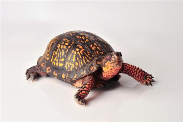 火焰龟长得快不快,一年就可以长10厘米