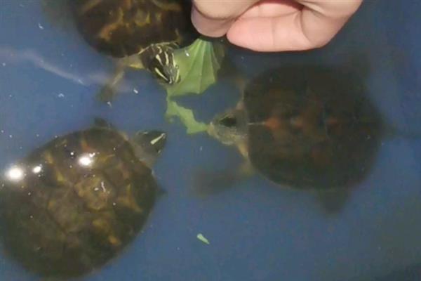 火焰龟长得快不快,一年就可以长10厘米