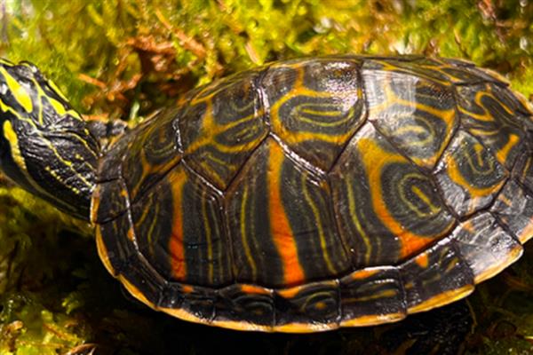 火焰龟长得快不快,一年就可以长10厘米