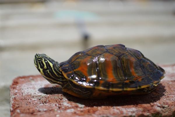 火焰龟长得快不快,一年就可以长10厘米