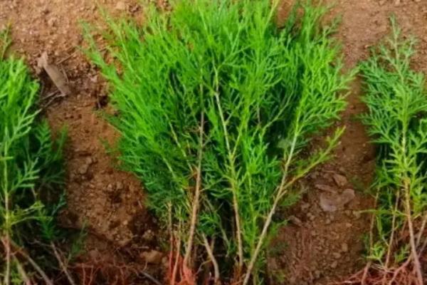 侧柏树苗的价格,不同高度的价格不同