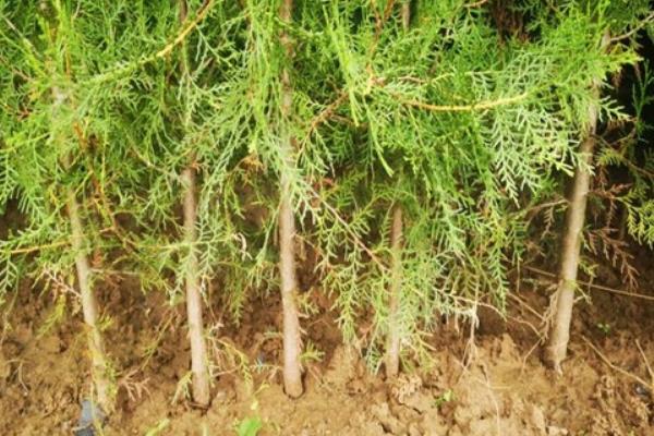 侧柏树苗的价格,不同高度的价格不同