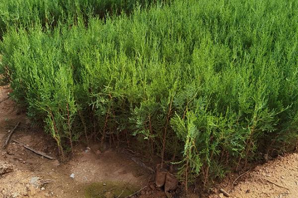 侧柏树苗的价格,不同高度的价格不同