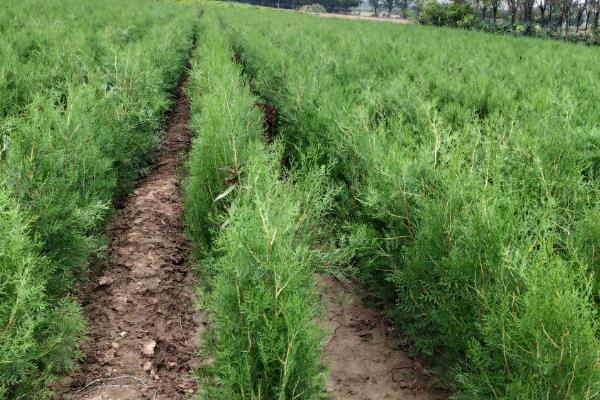 侧柏树苗的价格,不同高度的价格不同