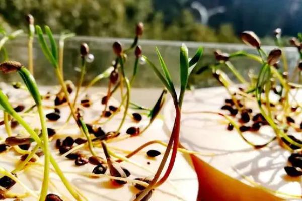 侧柏树苗的价格,不同高度的价格不同