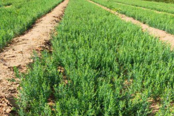 侧柏树苗的价格,不同高度的价格不同