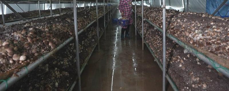 如何高产稳产的种植草菇，菌丝生长发育适温28-32℃