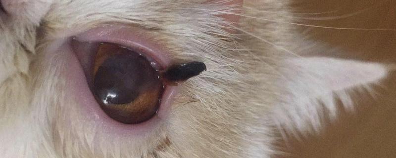 猫咪角膜损伤了的症状，症状是流泪、眼内分泌物增加等