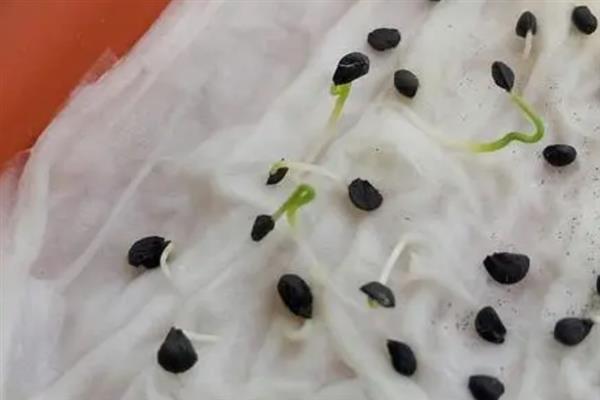 韭菜的种植方法，春秋两季均可种植