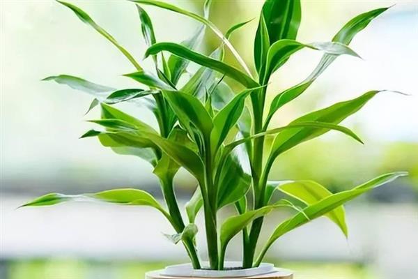 富贵竹黄叶的处理方法，需及时通风并喷药除虫等