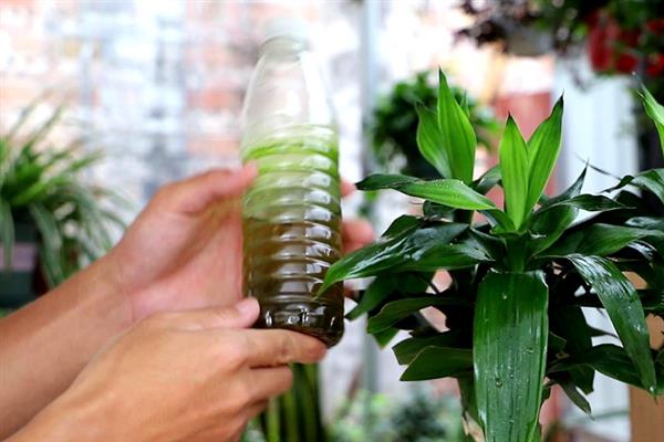 富贵竹黄叶的处理方法，需及时通风并喷药除虫等