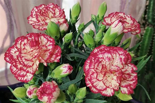 什么花寓意健康平安，代表花卉有百合、郁金香和满天星等