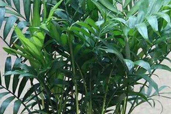 富贵椰子开花代表什么，寓意着一路平安、花开富贵、秀美飘逸