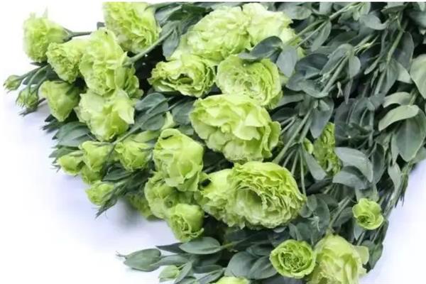什么花寓意健康平安，代表花卉有百合、郁金香和满天星等