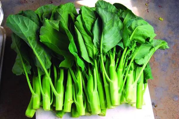 南方芥兰的种植方法，每年9月至次年3月期间进行露地栽培